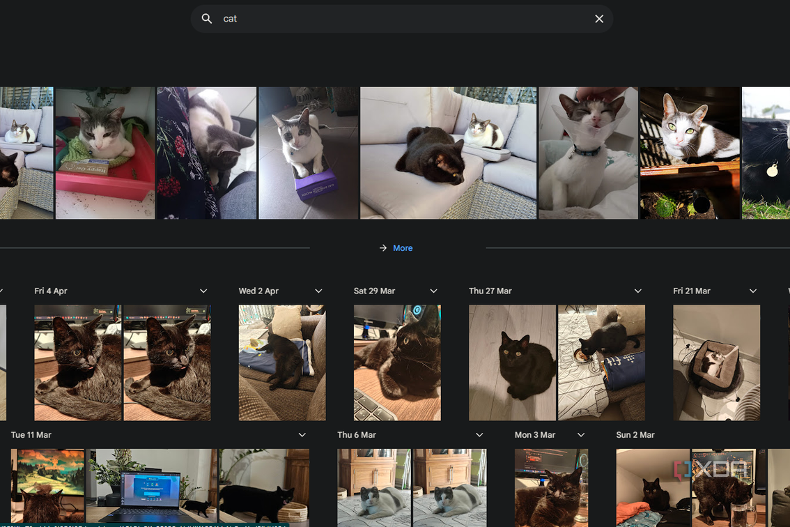 using the search term cat in google photos