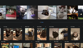 using the search term cat in google photos