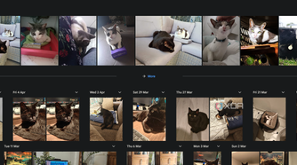using the search term cat in google photos