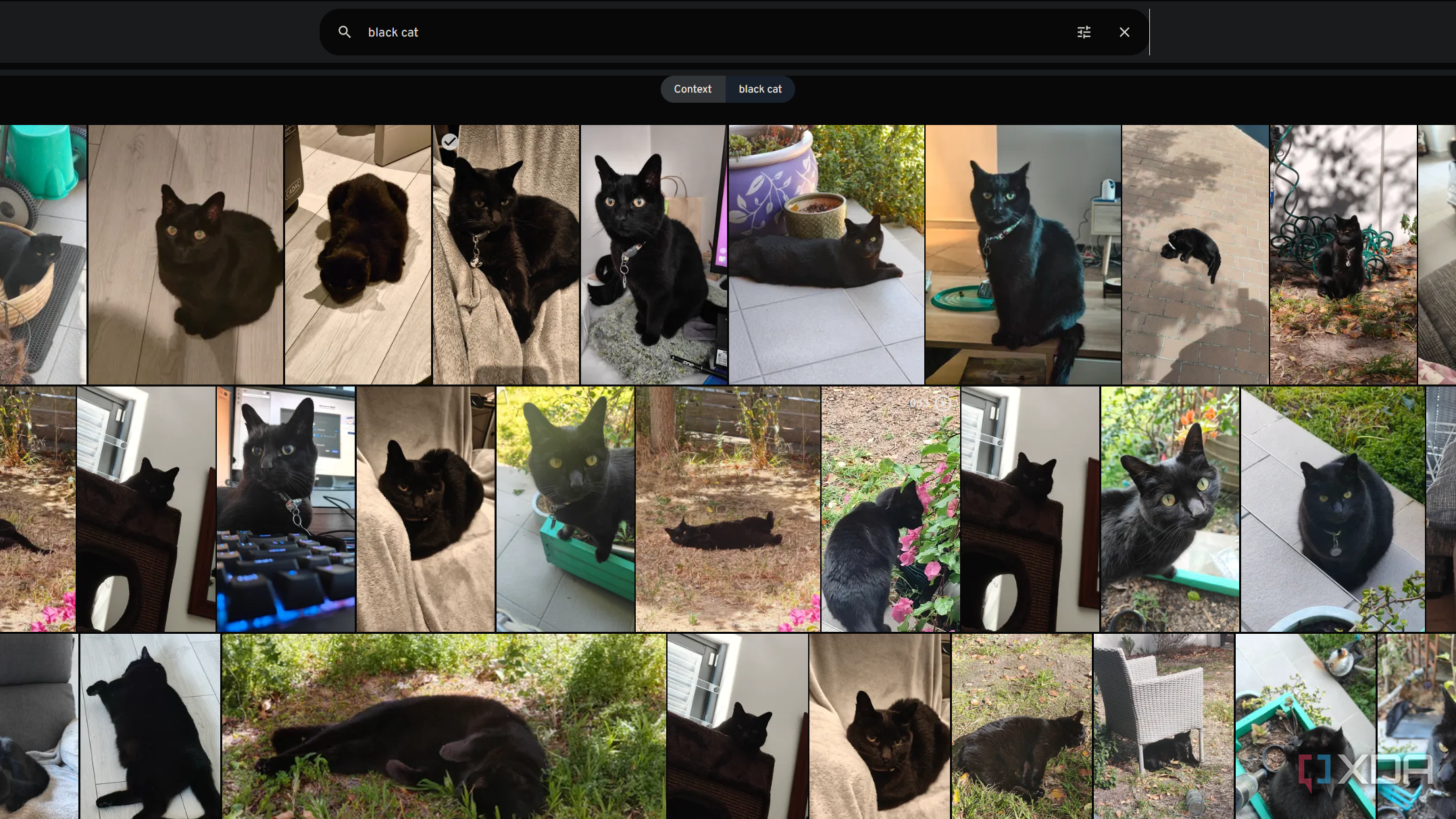 black cat search in immich