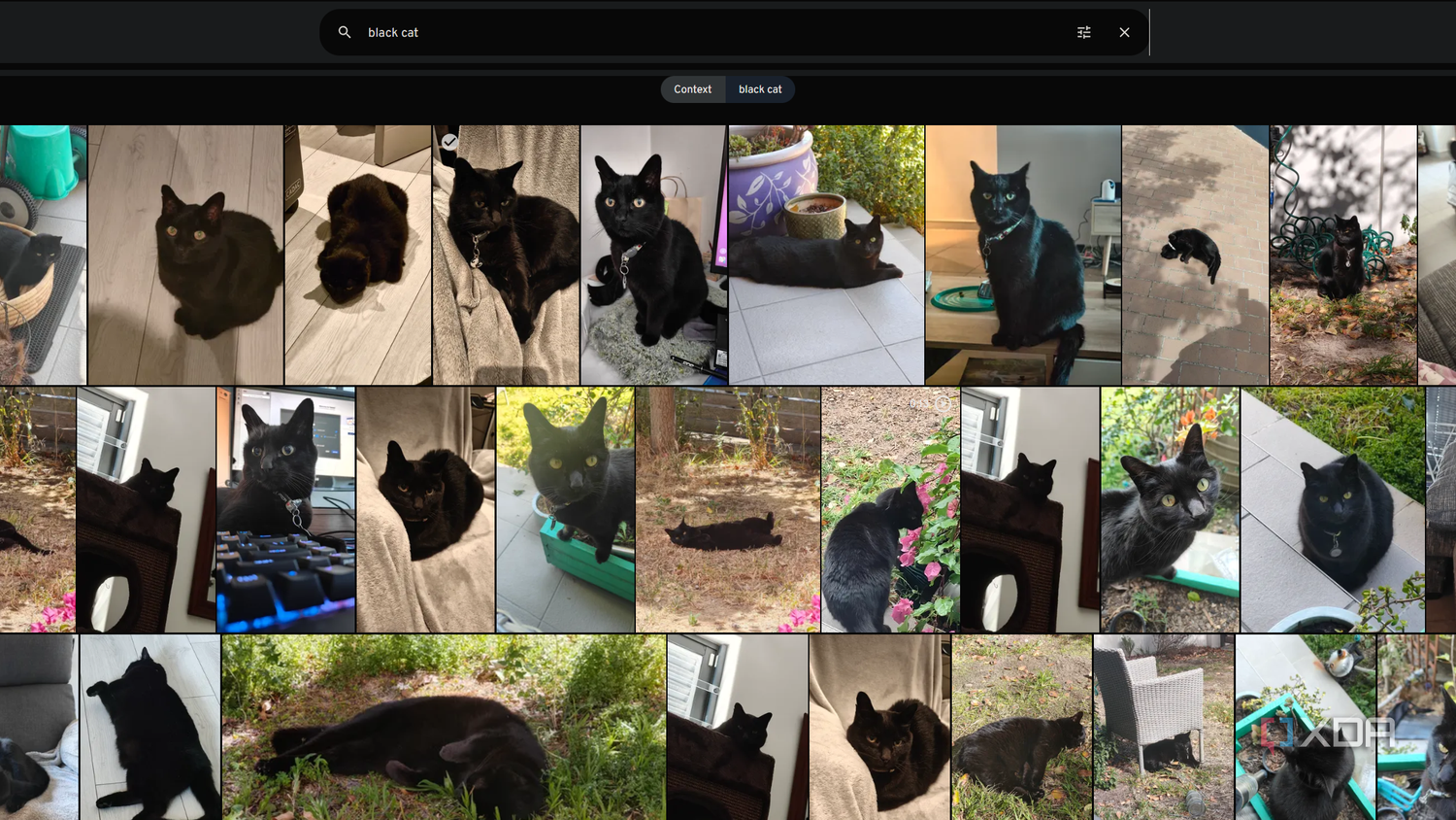 black cat search in immich