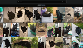 black cat search in immich