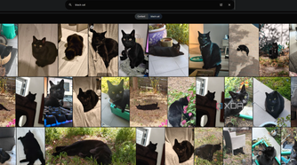 black cat search in immich
