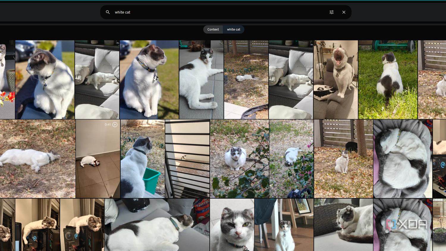 white cat search in immich