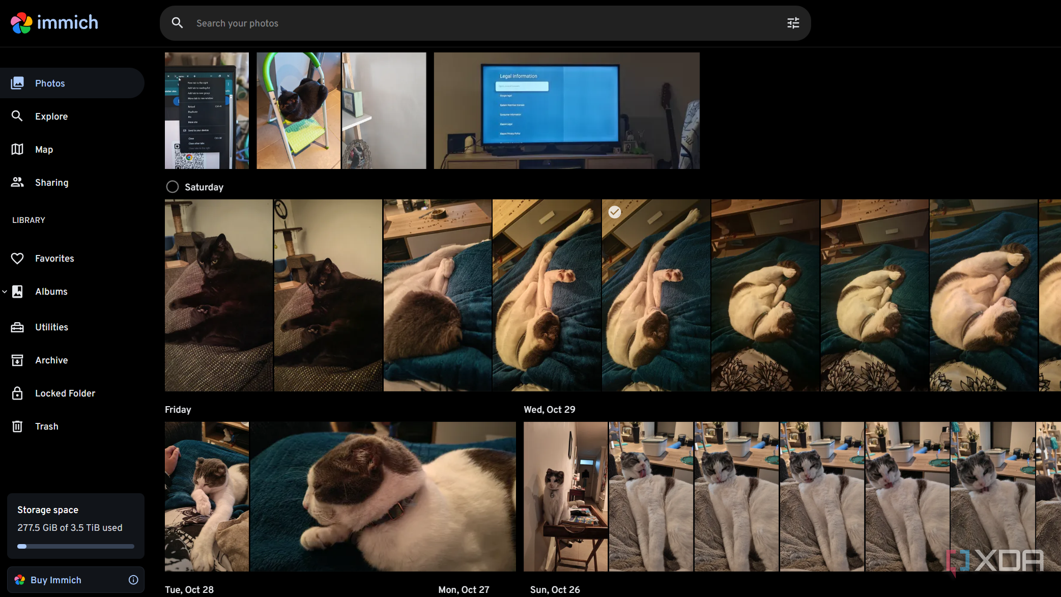 photos in immich including cats