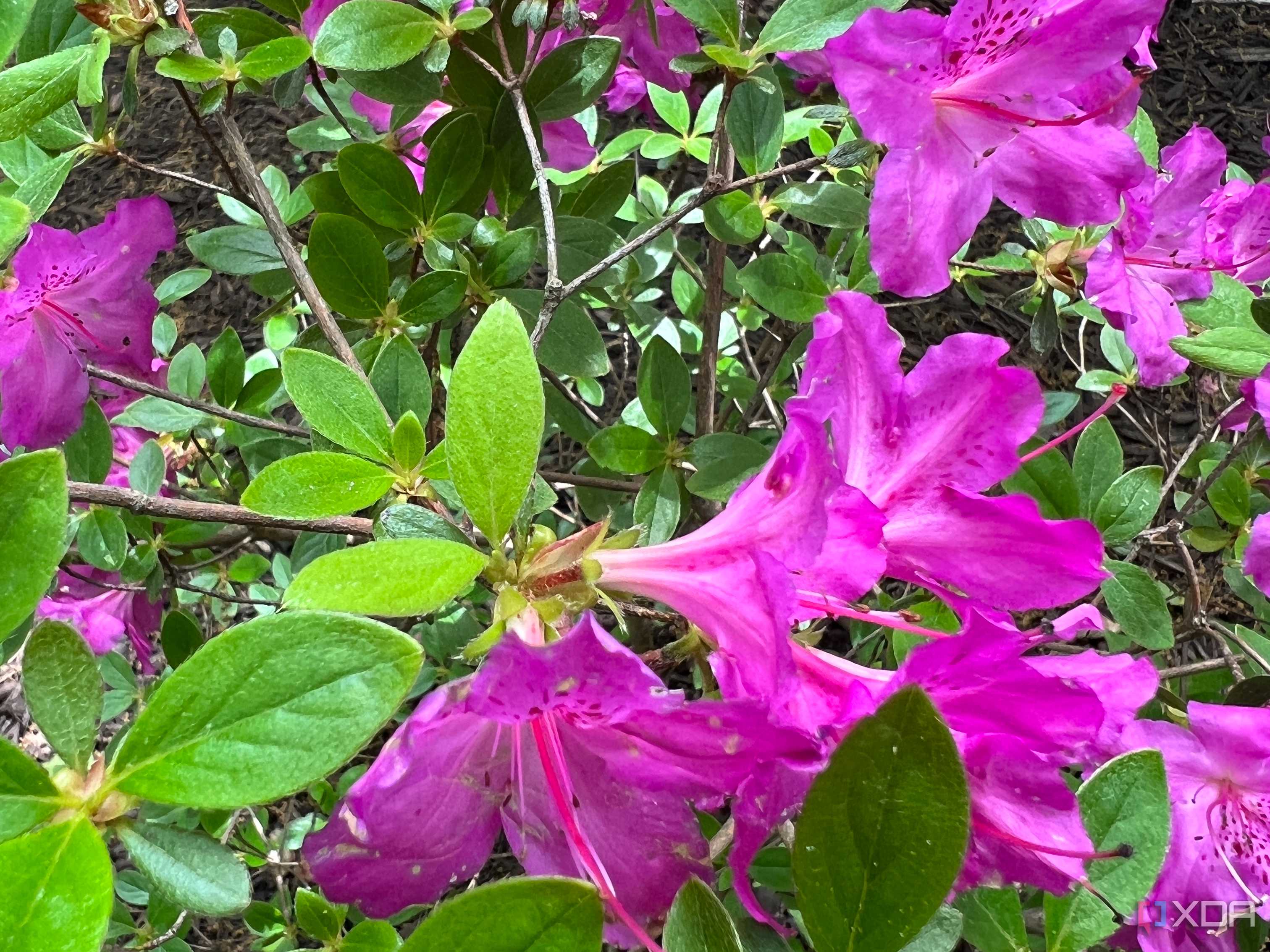 Azalea Raspberry Ripple My Raspberry Pi is doing a better job at gardening than I ever did