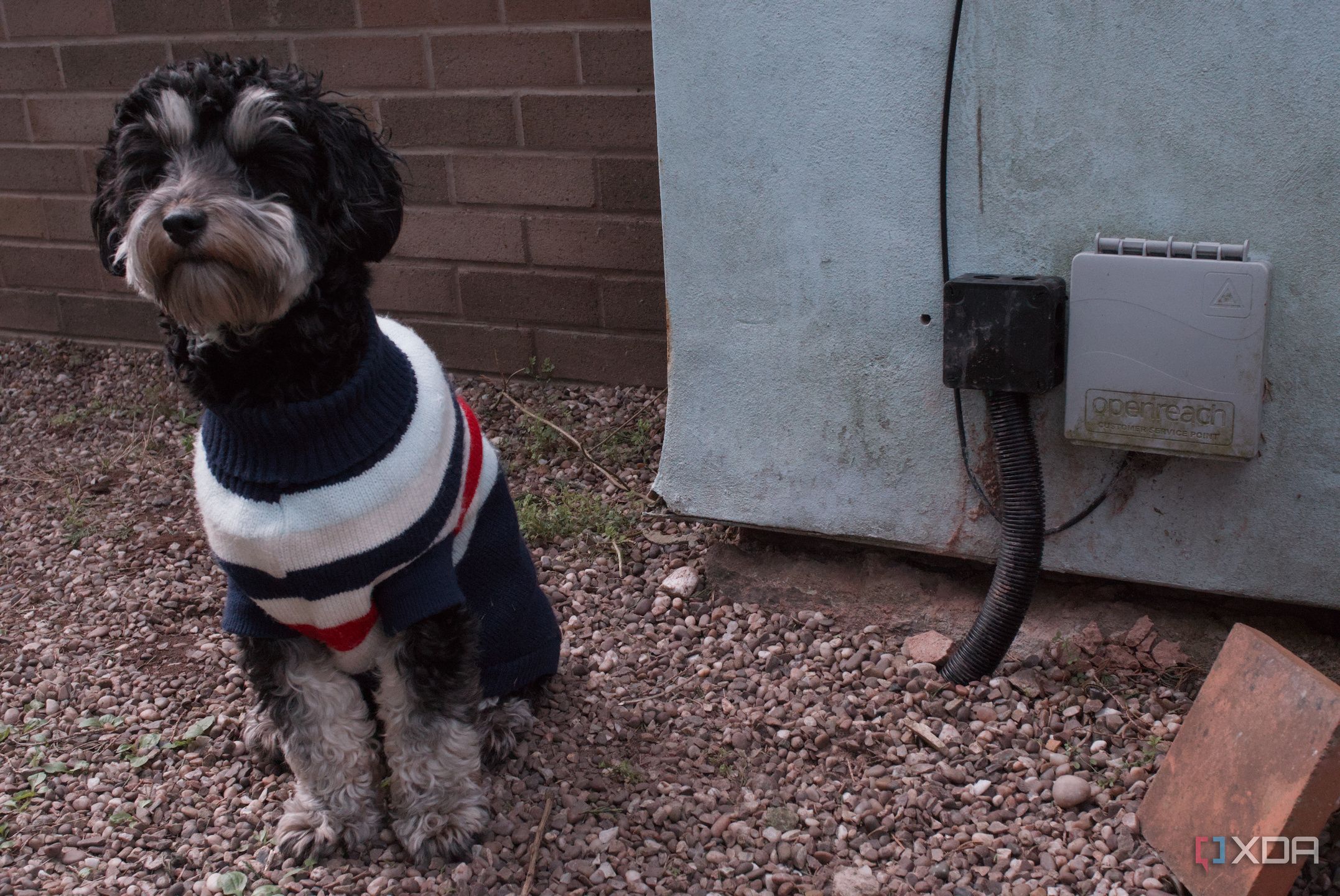 puppy-in-front-of-fiber-terminal