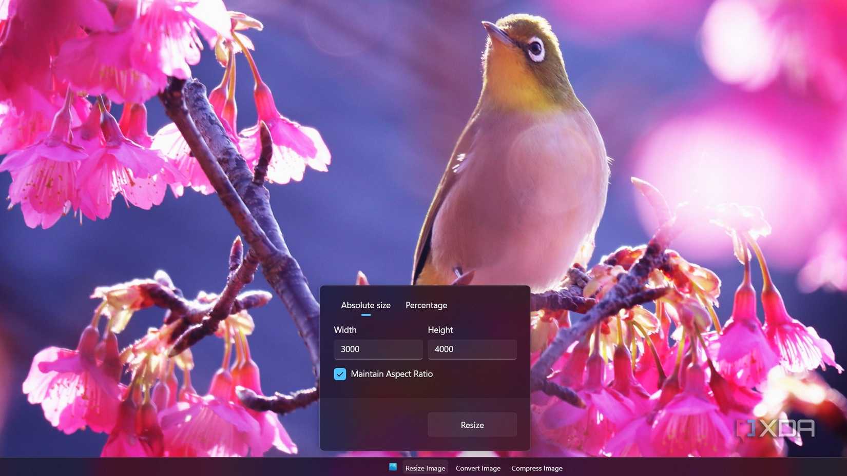 Resize the image with the window