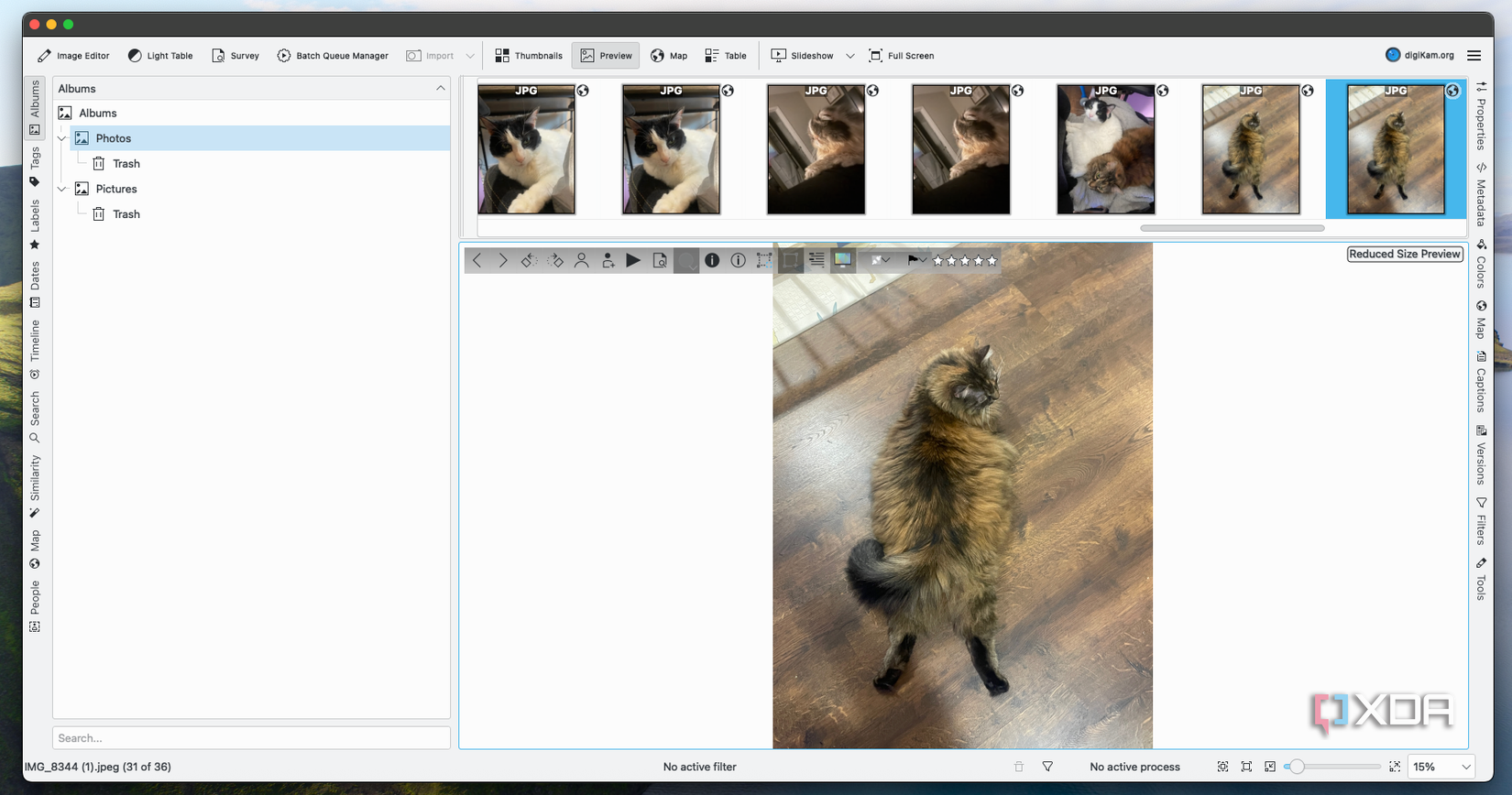 An image of a cat in Digikam.