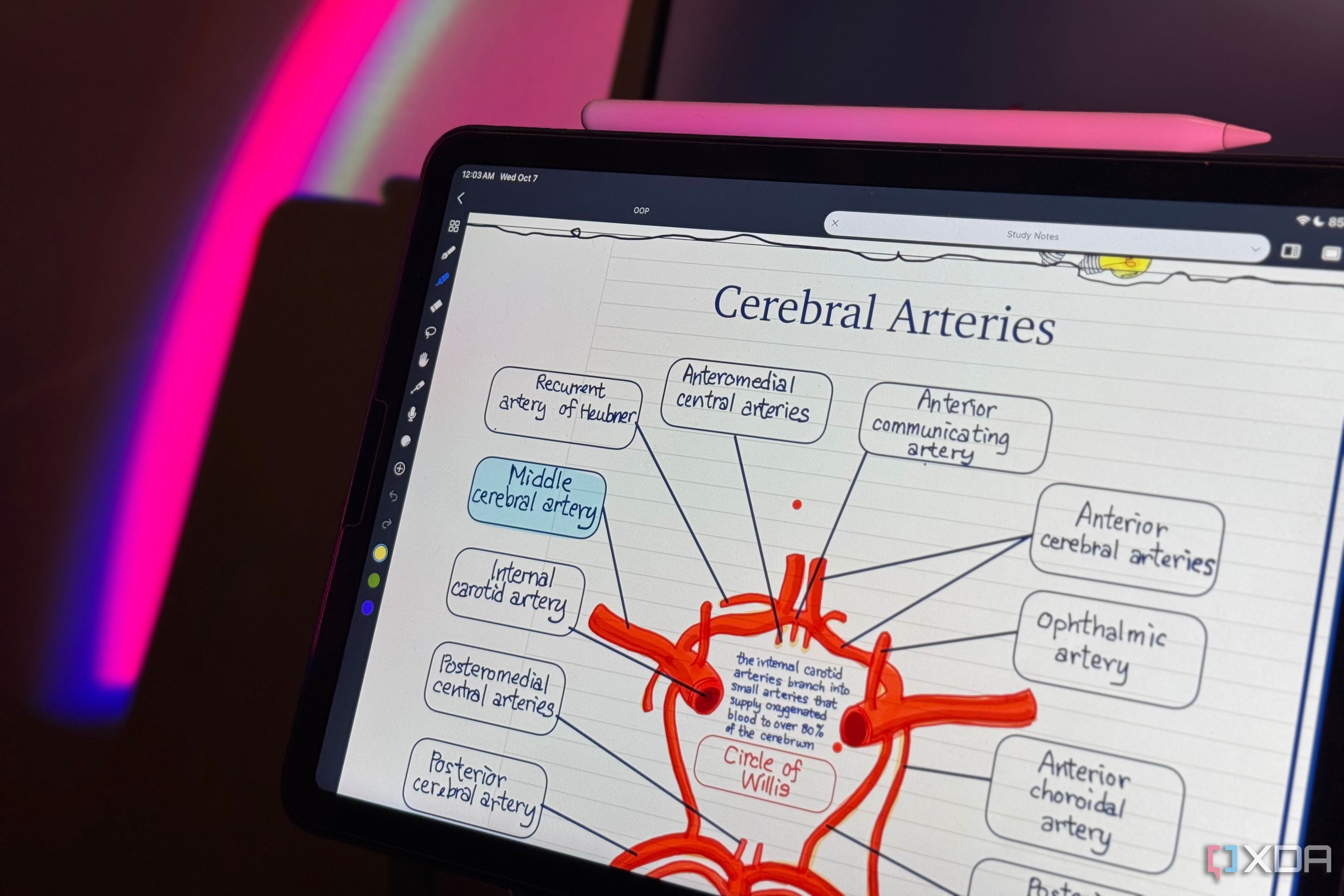 Angled view of an iPad displaying a Cerebral Arteries diagram beside a pink Apple Pencil-1